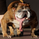 R.I.P. Zsa Zsa, World's Ugliest Dog for 2 Glorious Weeks